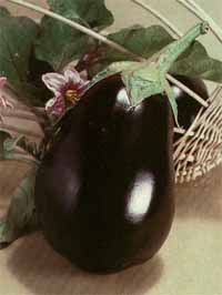 Eggplant